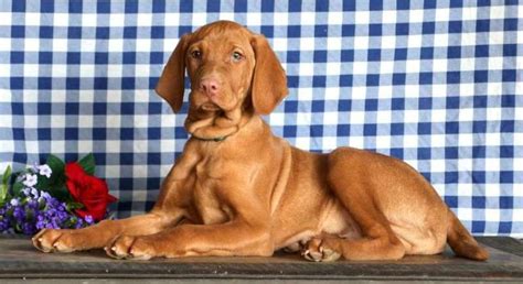 Vizsla.Meet Ethan a Puppy for Adoption.