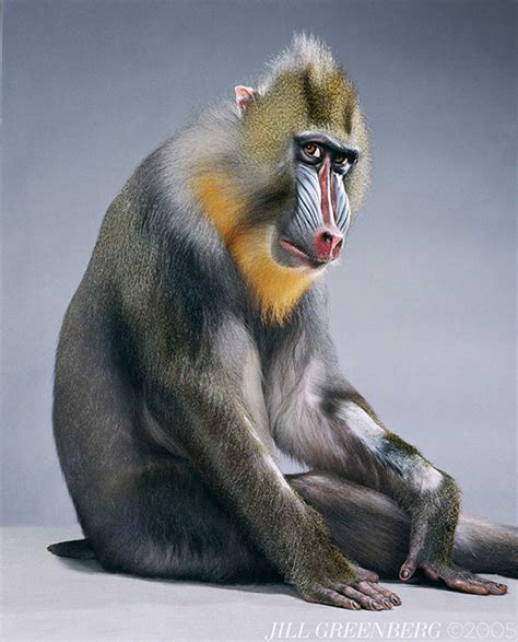 Monkey Portraits — Jill Greenberg Studio