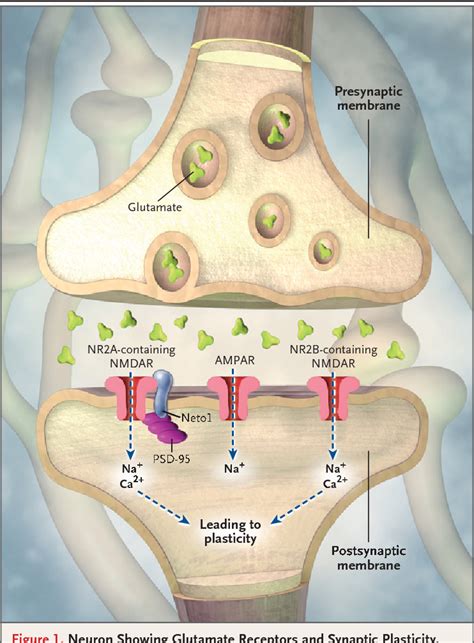 Figure 1 from Memory and the NMDA receptors. | Semantic Scholar