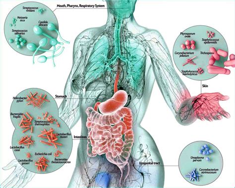 Health Zone Turkey: Microbes Friendly To Our Bodies!