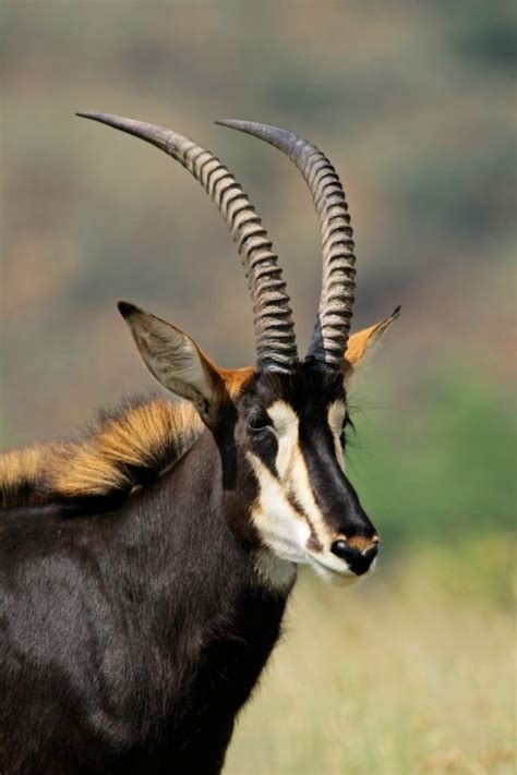 Top 16 Most Elegant Antelope in Africa | Sable antelope, African animals, African antelope