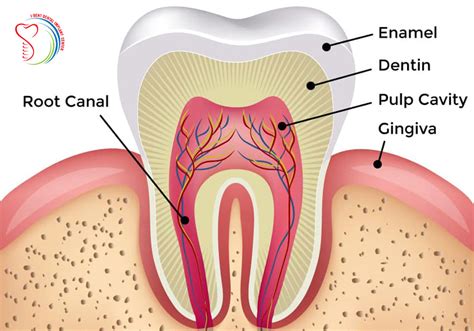 ENAMEL