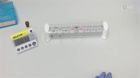 RNA-Protein Pull-Down Assay to Isolate RNA-Binding Proteins via Affinity Extraction