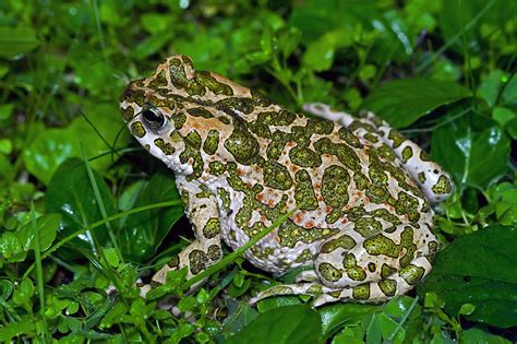 European Green Toad (Bufotes viridis)