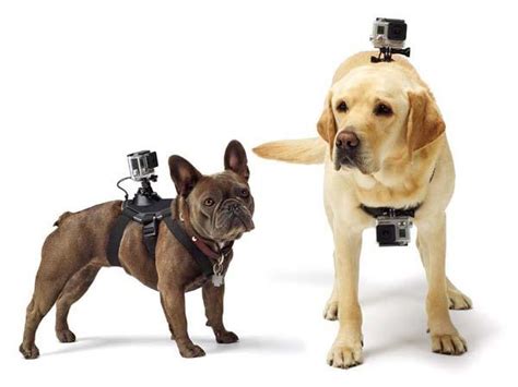 GoPro Fetch Dog Harness for Your Dogs | Gadgetsin