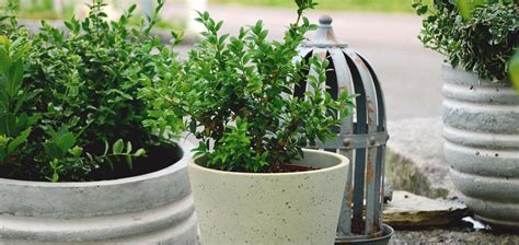 14 Evergreen Shrubs for Pots in the Shade | Garden Made Simple