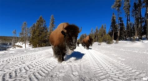 Gorgeous 5K 360° VR Footage of Bison Sauntering Down a Snowy Trail in ...