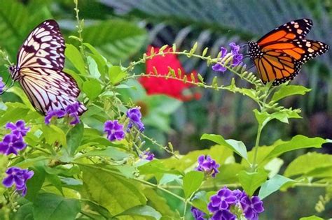 The Butterfly Farm (Oranjestad) - 2021 All You Need to Know Before You ...