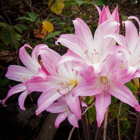 Beautiful Pink Hybrid Belladonna Lily Bulbs For Sale | Rare – Easy To ...