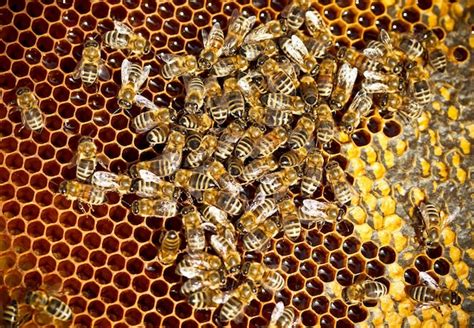 Premium Photo | Bees on honeycomb