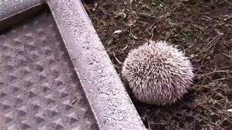 Hibernating Hedgehogs! - YouTube