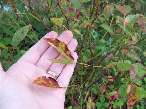 Brown Spots and Curling Brown Leaves on Apple Trees--What's Wrong with ...