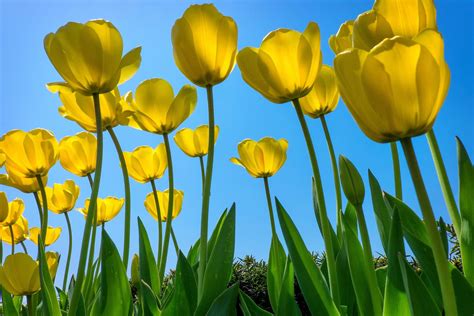 Yellow Tulips / 500px | Yellow tulips, Tulips, Yellow