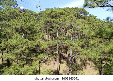 334 Dalat Cable Car Images, Stock Photos & Vectors | Shutterstock