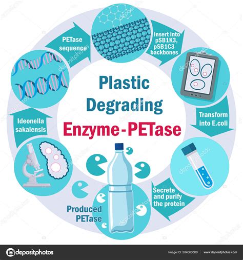Enzima degradante de plástico - PETase. Infografía. Concepto de pullución plástica. Ideonella ...