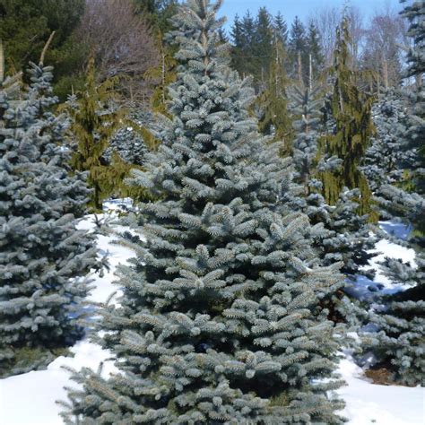 Baby Blue Spruce - Plant Guide