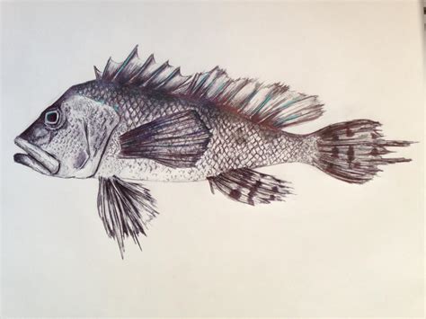 Free Fish Drawings, Download Free Fish Drawings png images, Free ...