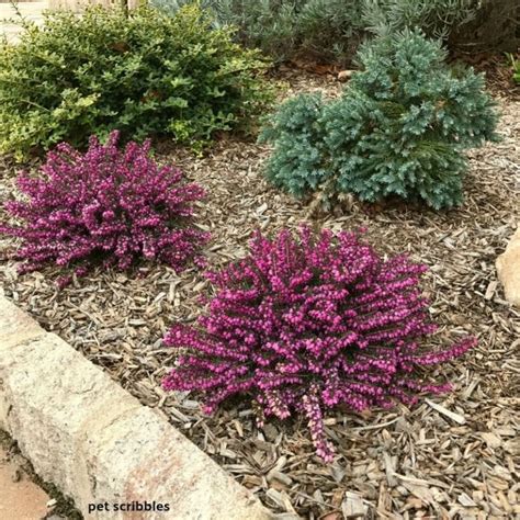 Kramer’s Red Winter Heath - Pet Scribbles | Shrubs for landscaping ...