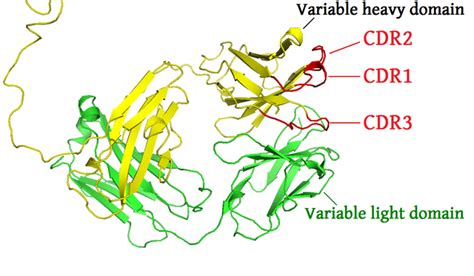 molecular biology - Complementarity Determining Regions (CDRs) - Biology Stack Exchange