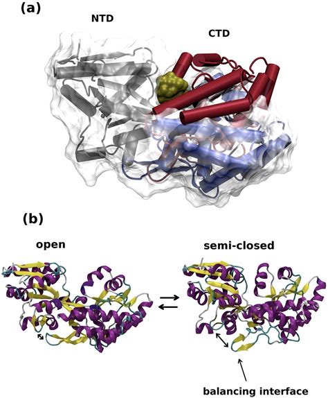 Periplasmic Binding Proteins | Semantic Scholar