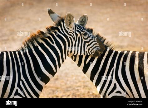 Two zebras in love hi-res stock photography and images - Alamy