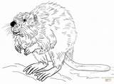European beaver coloring page  Free Printable Coloring Pages sketch template