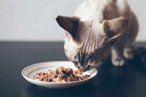 Can Cats Eat Tuna? - That Cuddly Cat