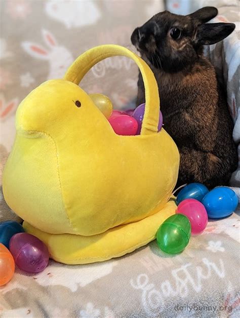 It's the Daily Bunny's Easter 2023 Mega-Post! — The Daily Bunny