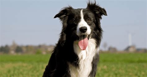 Border Collie Temperament Explained: Unveiling The Top Secret 7 Key Traits - Border Collies Life