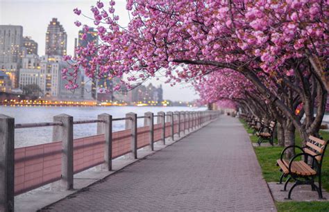 Where to See Cherry Blossoms in NYC 2023 – New York Family