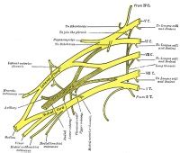 Neural - Spinal Cord Development - Embryology