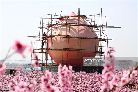 News Photo : Workers biult a giant peach sculpture at a peach ...