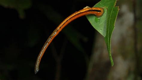 Tiger Leech of Borneo Rainforest - YouTube