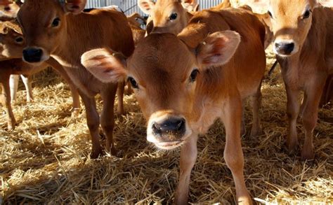 Jersey Cows by Devaraj Dairy Farms, Jersey Cows from Erode Tamil Nadu ...