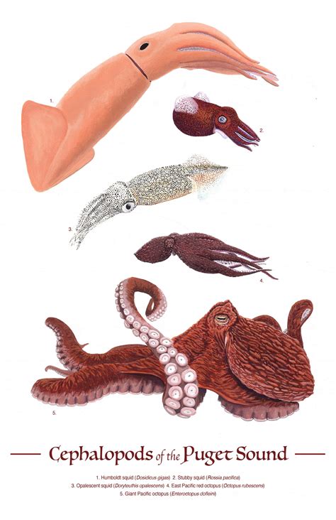 Cephalopods of the Puget Sound – Illustrating Nature 2021