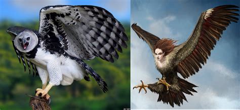 The Sloths´ main Predator | The great Harpy Eagle | SloCo