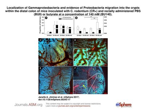 Localization of Gammaproteobacteria and evidence of Proteobacteria ...