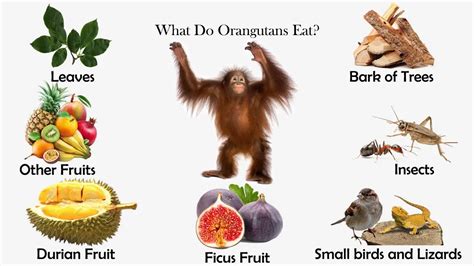 What Do Orangutans Eat? - Feeding Nature