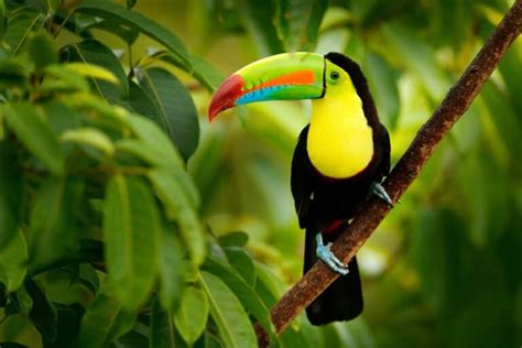 What Do Toucans Eat? Their 15+ Favorite Foods - A-Z Animals