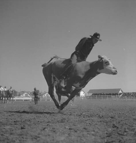 Calgary Stampede, Alberta. Cowboy riding a bull / Stampede… | Flickr