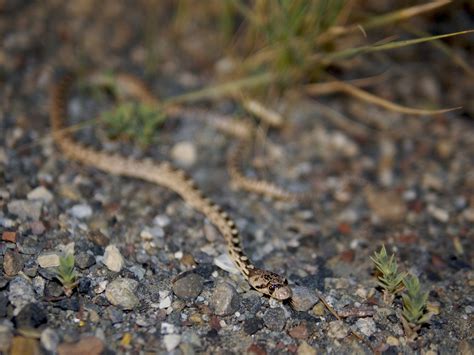 Colorado Snakes Great Basin Gopher Snake (Pituophis catenifer deserticola) - Colorado Herping