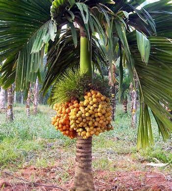 Buy Creative Farmer Areca Catechu Hybrid Dwarf Arecanut 2 ft Betel Nut Indoor Compatible y Live ...