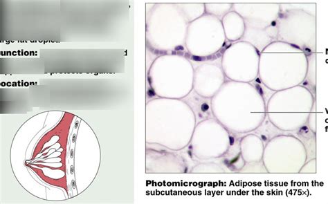 Adipose connective tissue Diagram | Quizlet