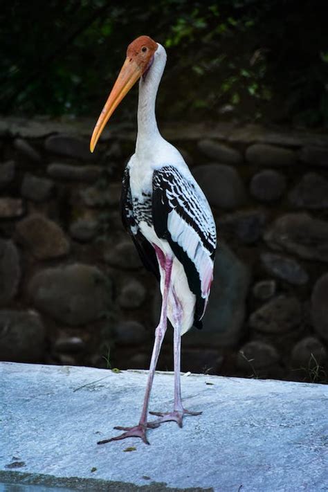 Standing Painted Stork · Free Stock Photo