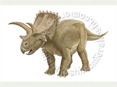 Arrhinoceratops - Alchetron, The Free Social Encyclopedia