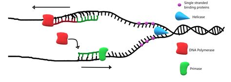 Rna Primer For Dna Replication at Ashlee Dee blog