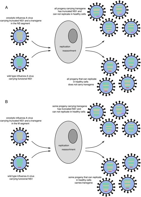 Reassortment of oncolytic influenza A viruses and wild-type influenza A... | Download Scientific ...