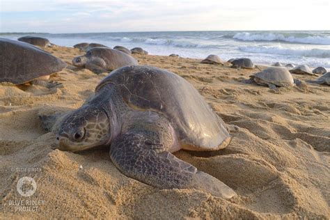 Sea Turtles Of The Indian Ocean | Olive Ridley Project