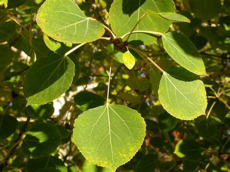 Populus tremuloides (Quaking Aspen) | North Carolina Extension Gardener Plant Toolbox