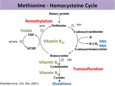 The methionine – homocysteine cycle contains re-methylation and... | Download Scientific Diagram